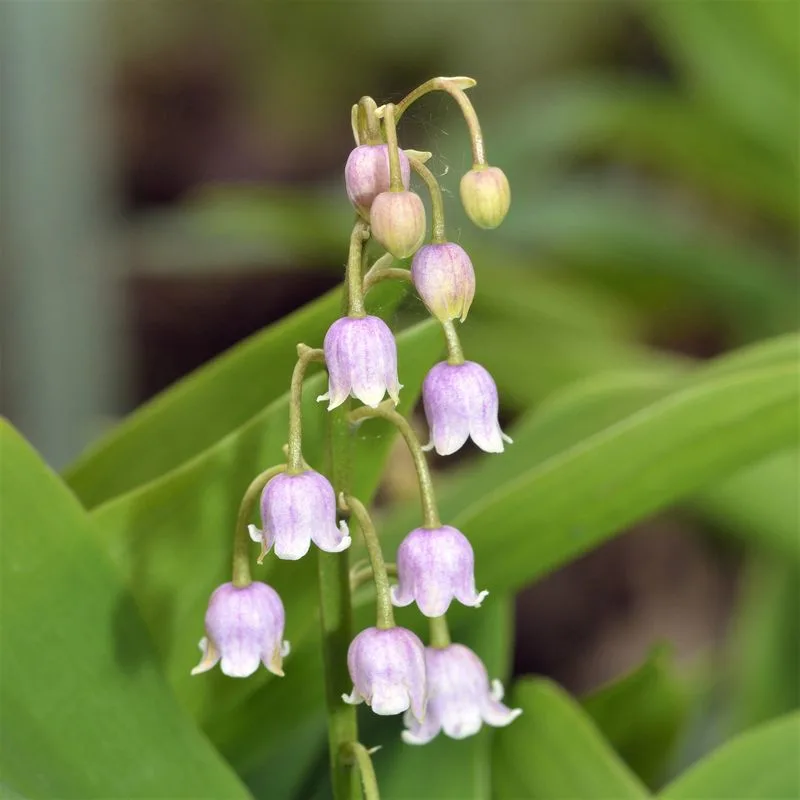Lily of the Valley