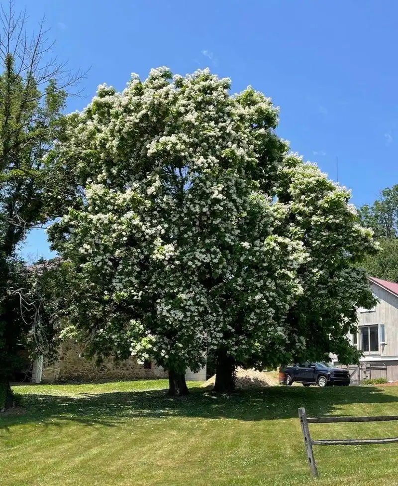 Catalpa