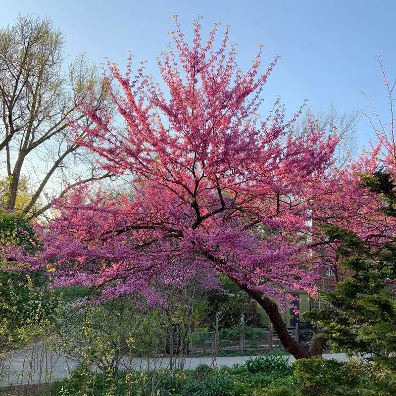 Hickory and Redbud Trees
