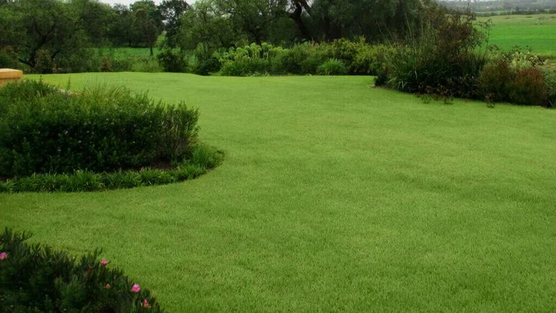 Zoysia Grass