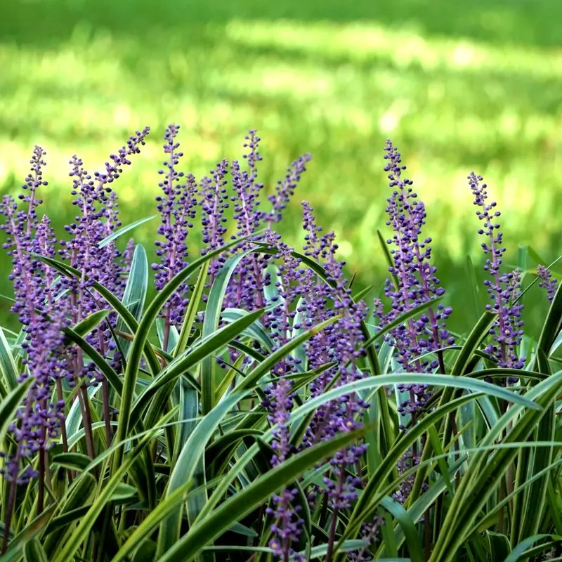 Liriope