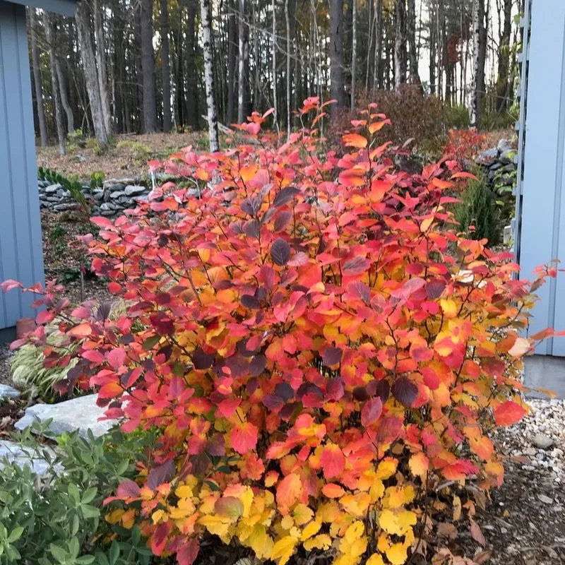 Fothergilla