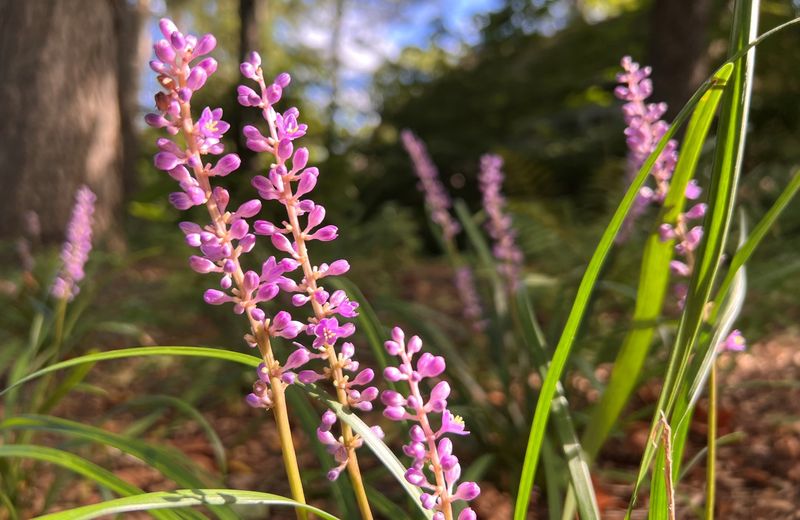 Liriope (Lilyturf)