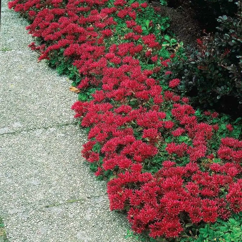 Dragon’s Blood Sedum