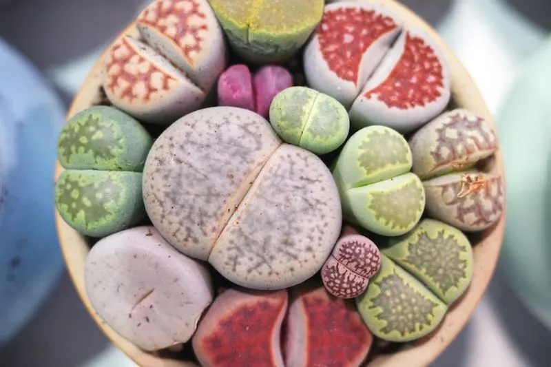 Lithops - Living Stones
