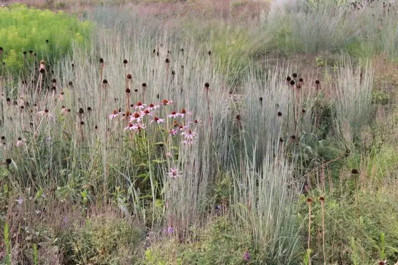 Little Bluestem