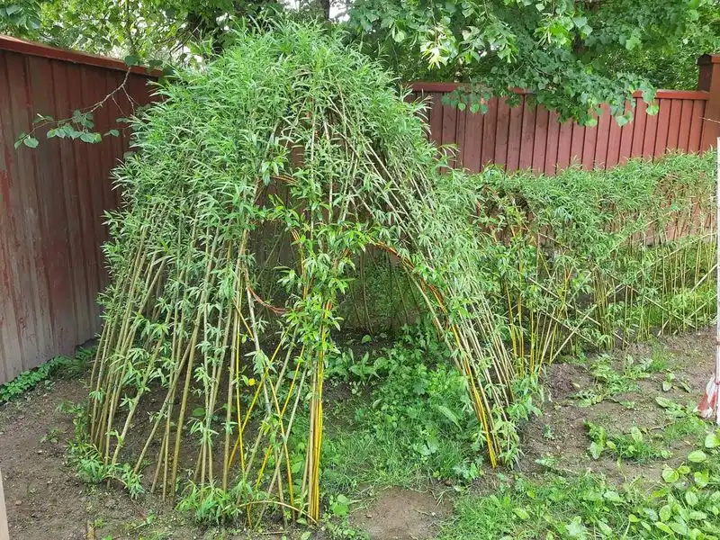 Living Willow Dome