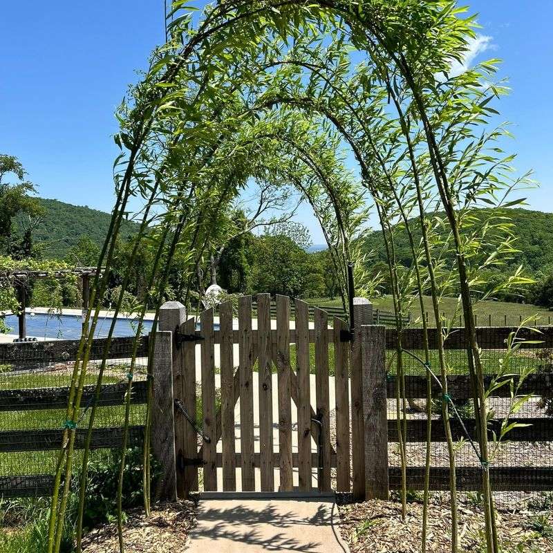 Living Willow Gate