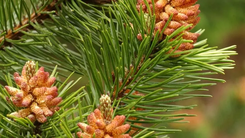 Lodgepole Pine