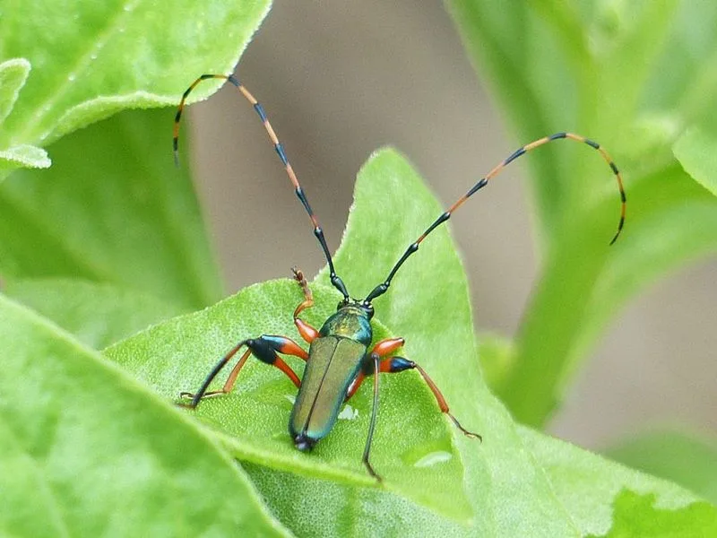 Longhorn Beetle
