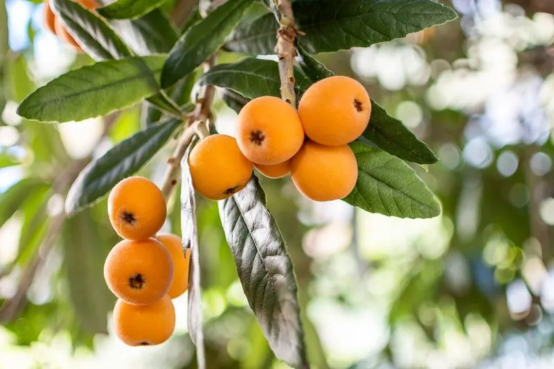 Loquat