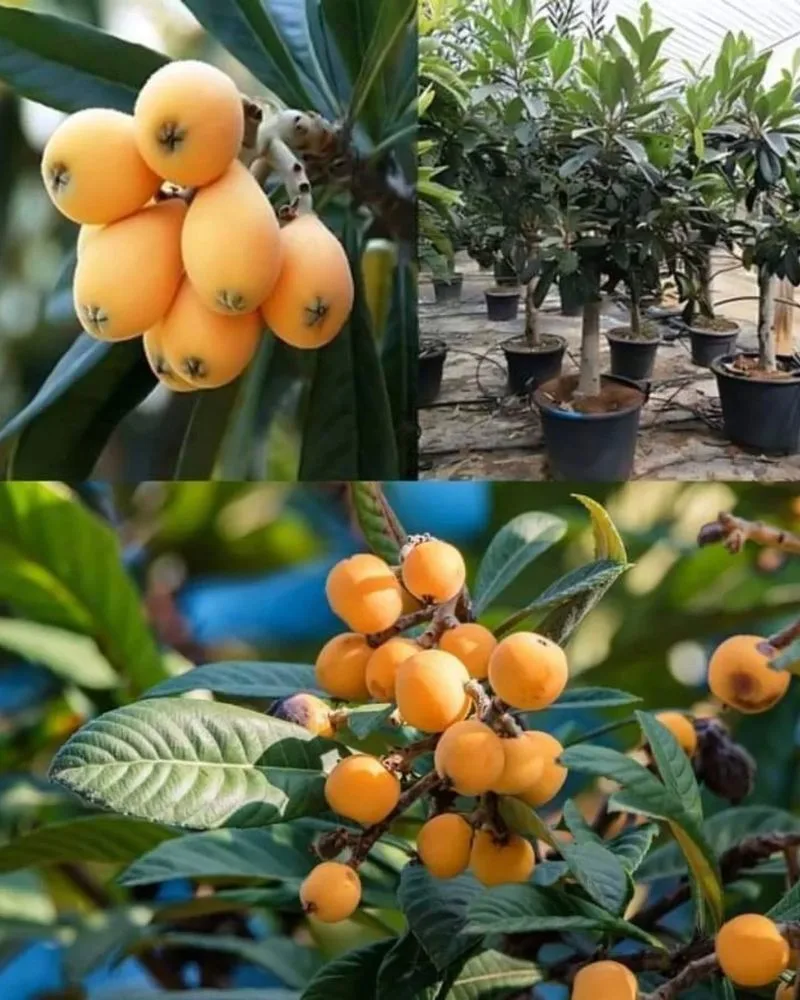 Loquat