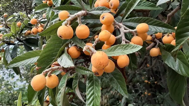 Loquat (Eriobotrya japonica)