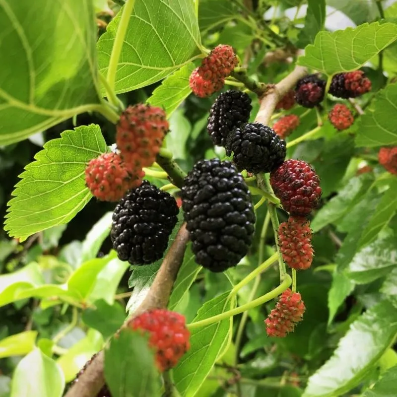 Mulberries