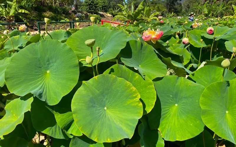 Lotus Leaf