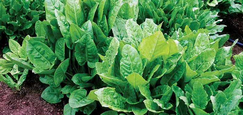 Sorrel
