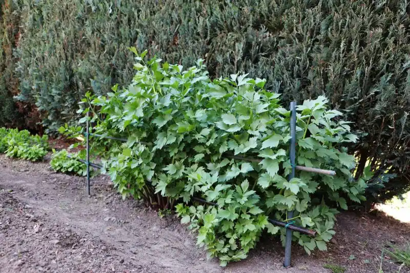 Lovage