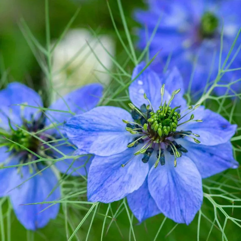 Love-in-a-Mist