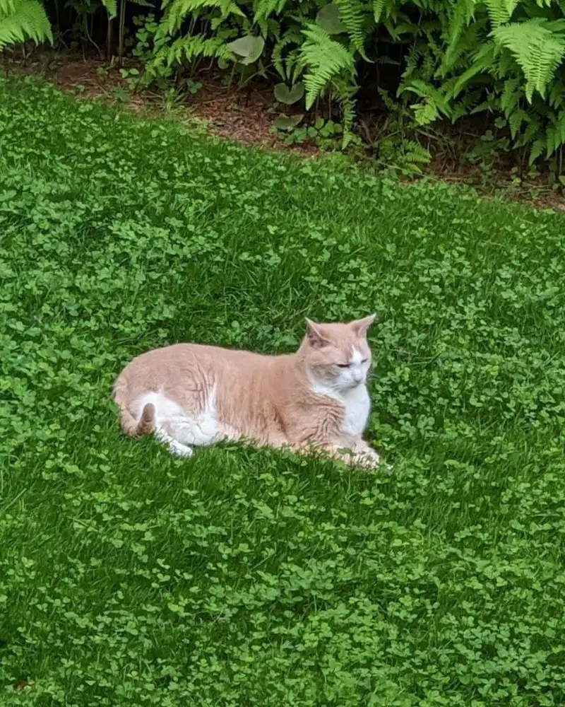 Low-Grow Clover Lawn