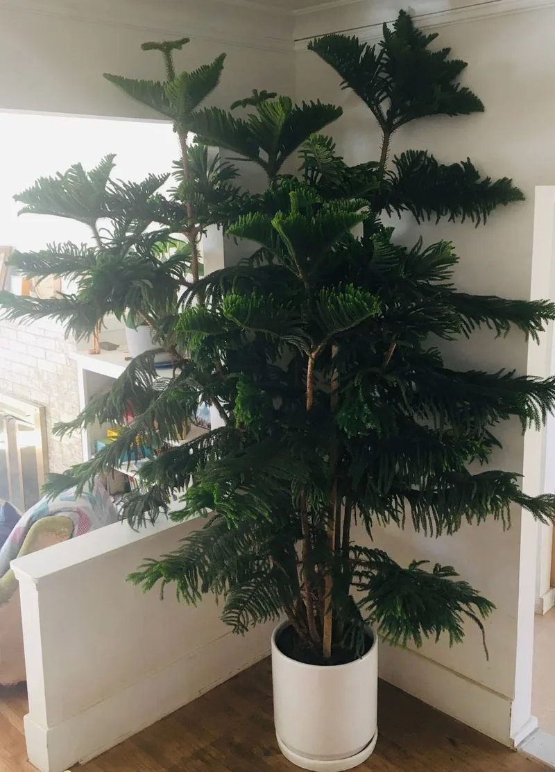 Norfolk Island Pine (Araucaria heterophylla)
