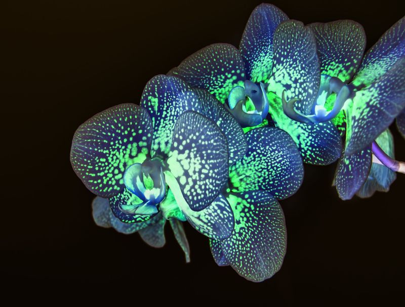 Luminous Plants