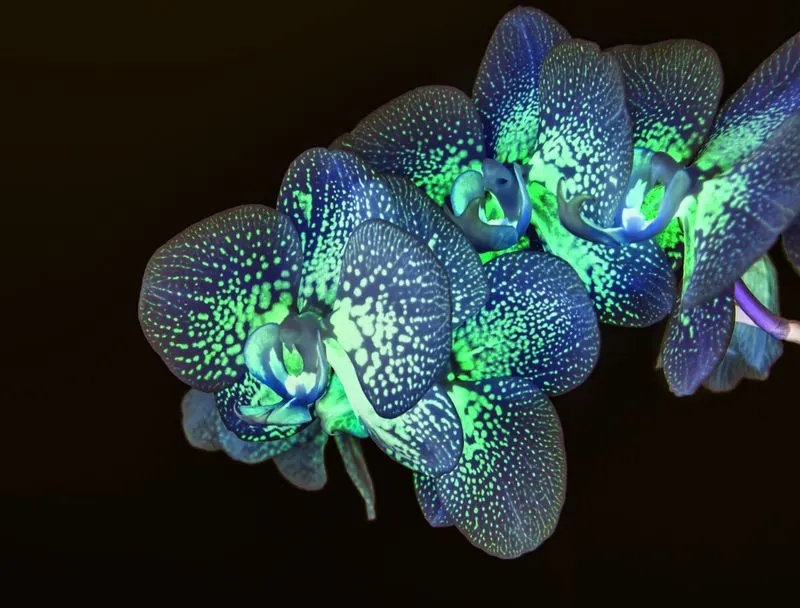 Luminous Plants