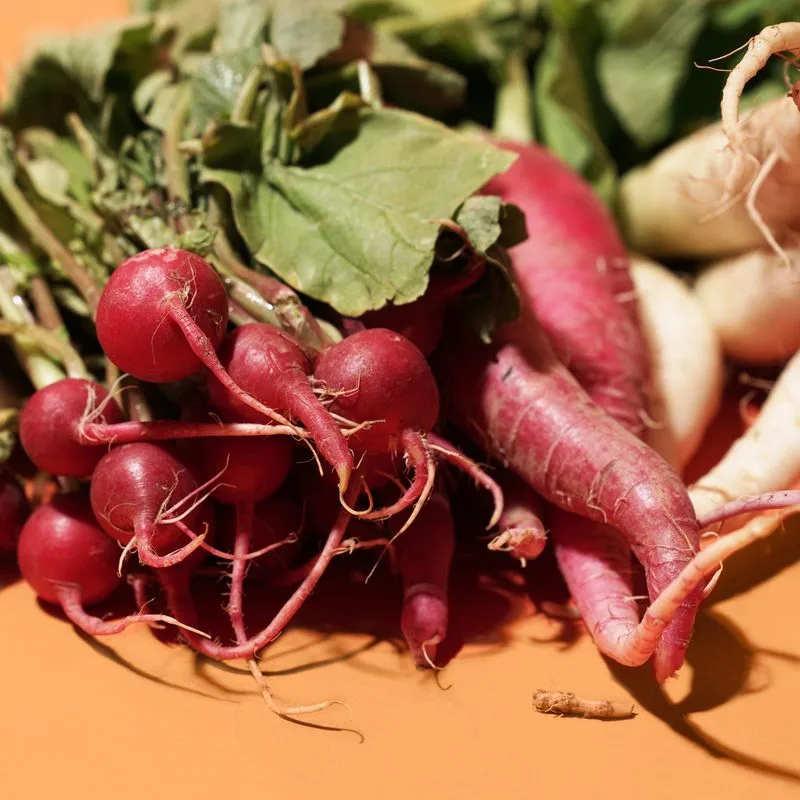 Gnarly Radish