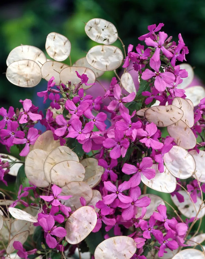 Lunaria (Honesty)