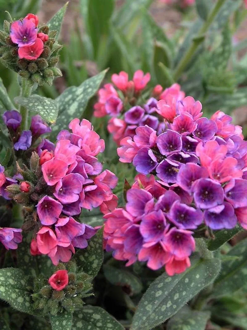 Lungwort