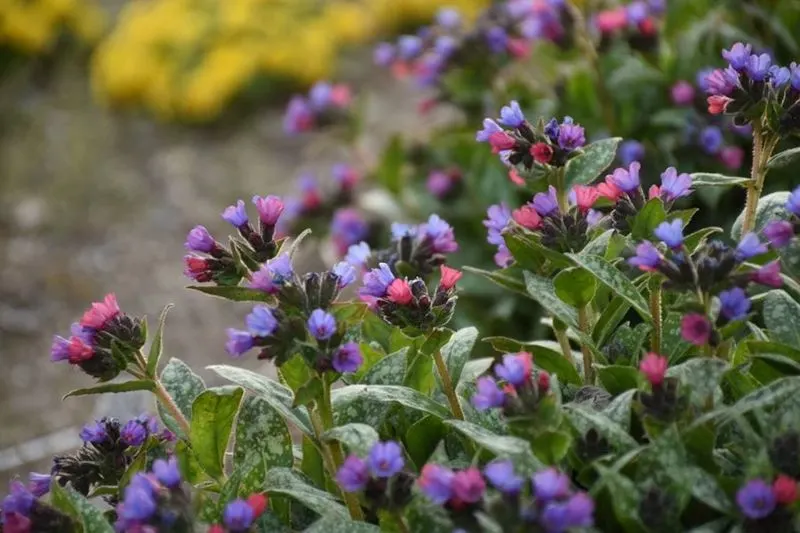 Lungwort