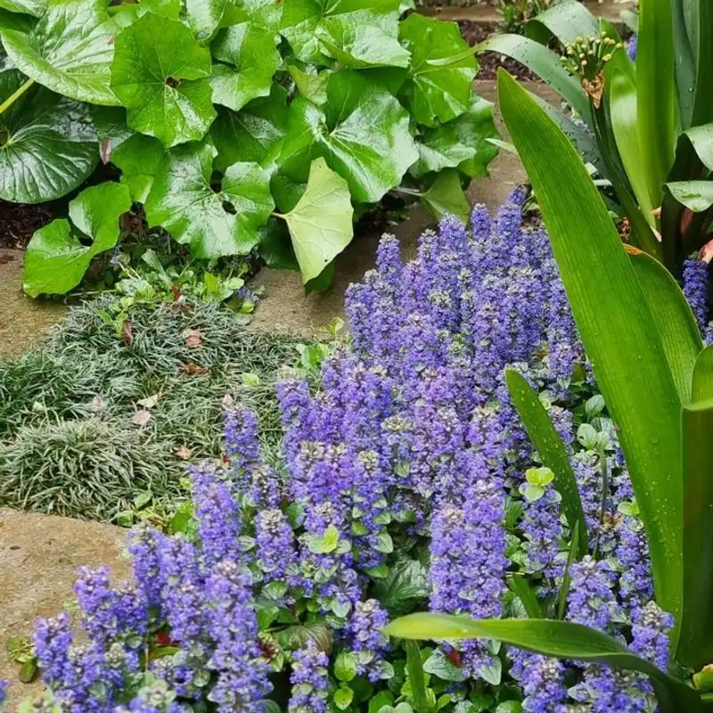 Ajuga