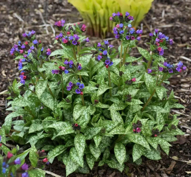 Lungwort (Pulmonaria spp.)