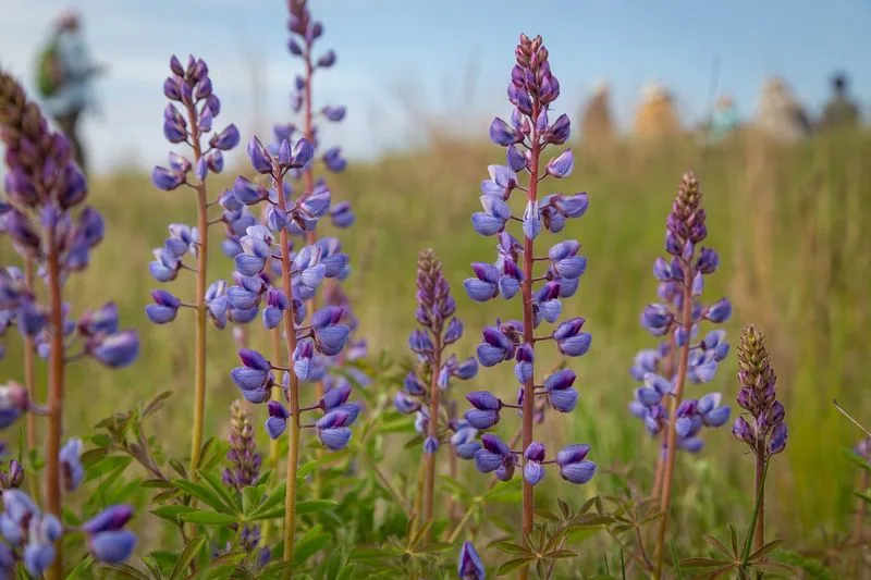 Lupine