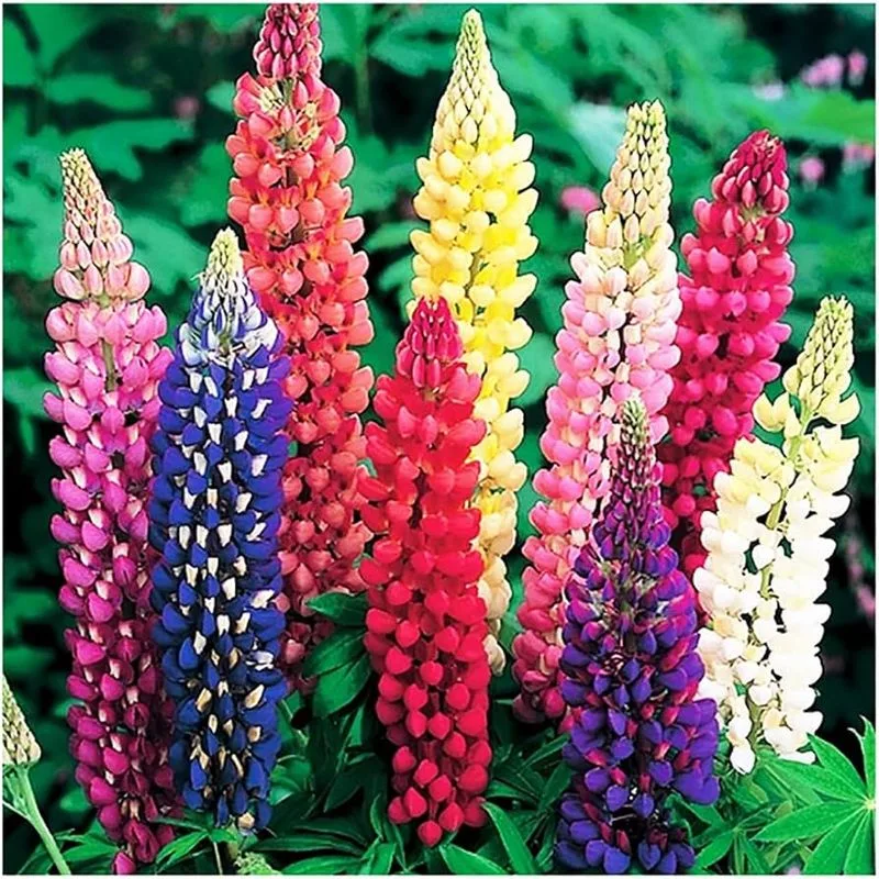 Lupine