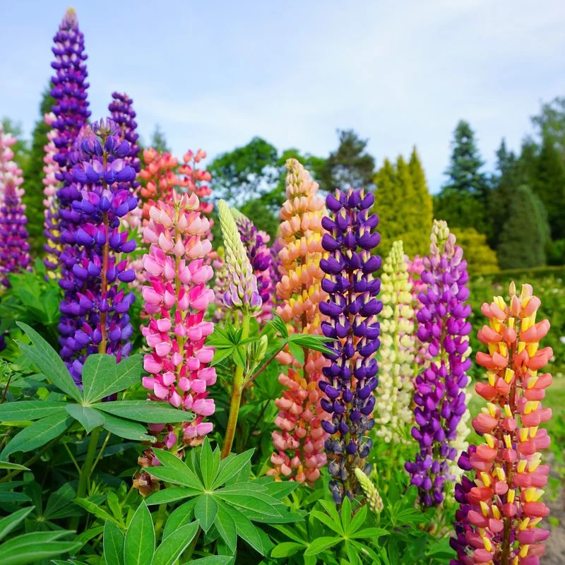 Lupine