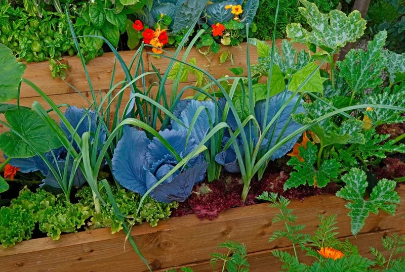 Symbiotic Plant Relationships