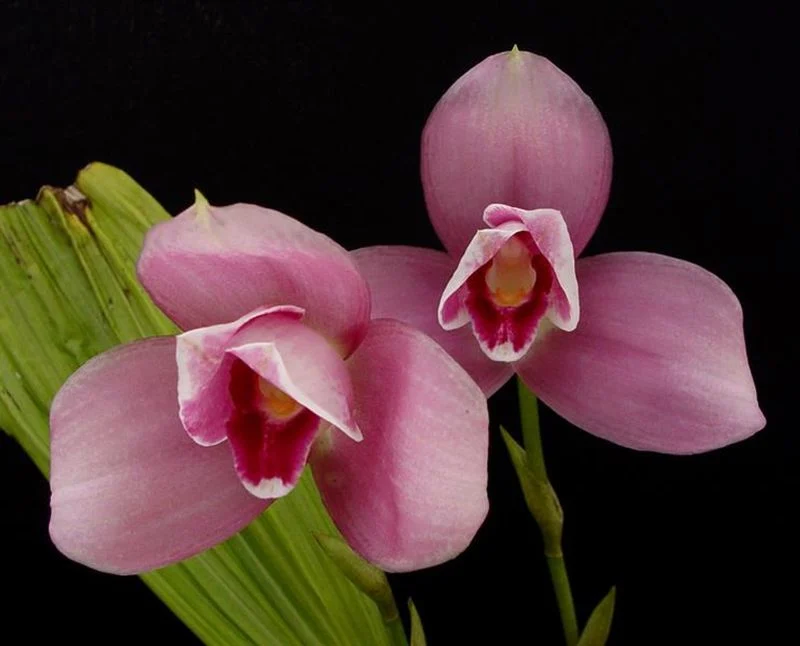 Lycaste Orchid