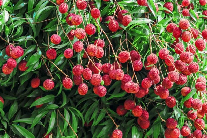Lychee