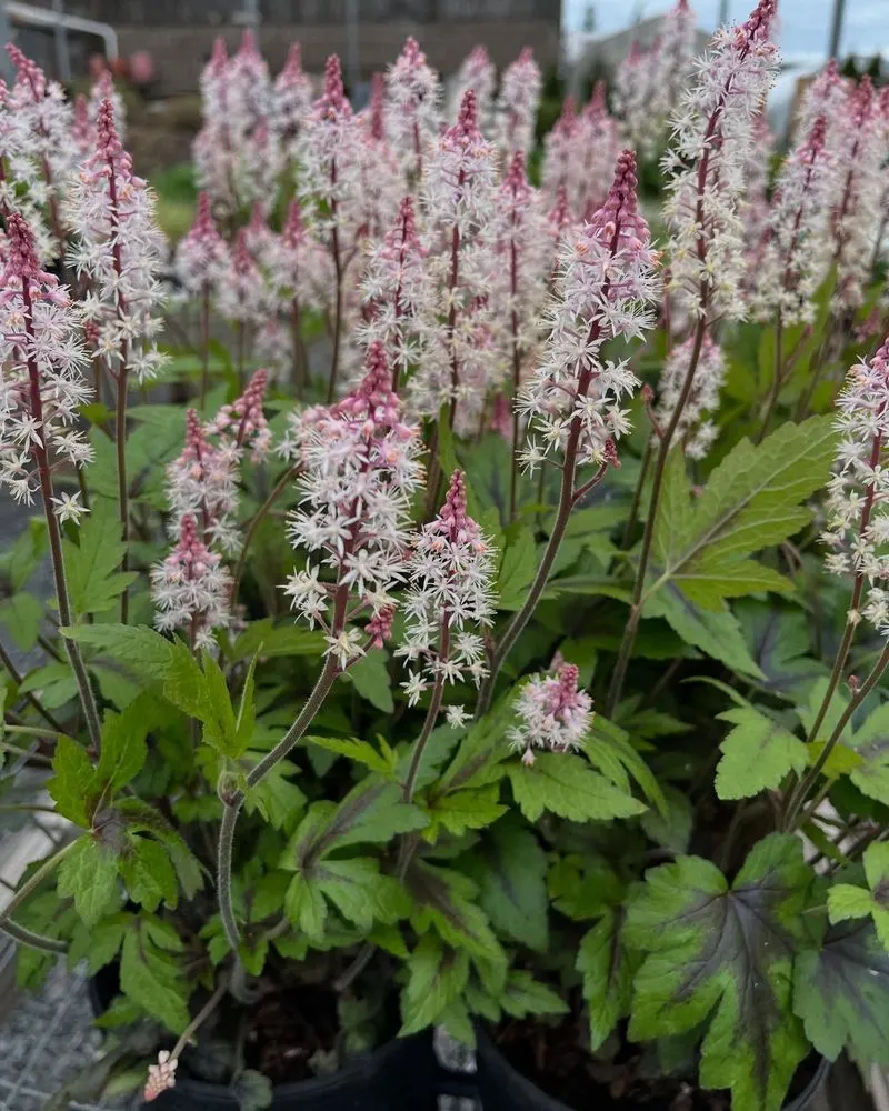 Tiarella