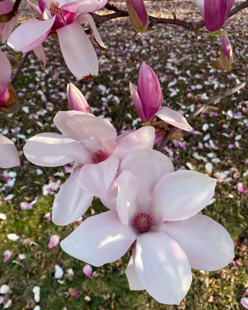 Magnolia
