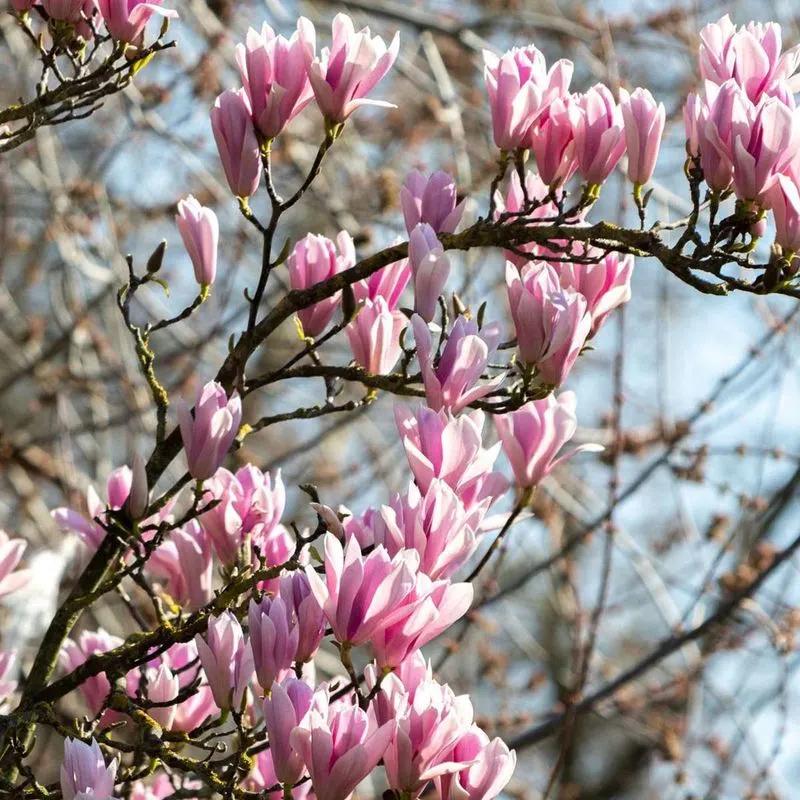 Magnolia