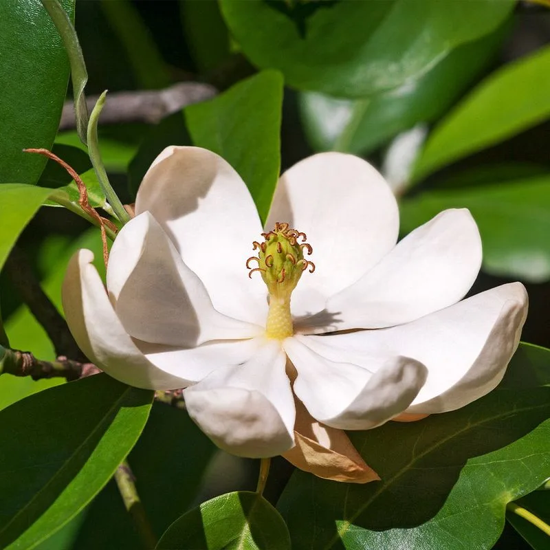 Magnolia