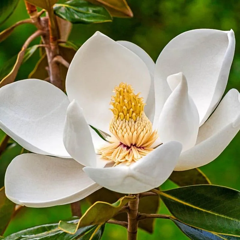Magnolia