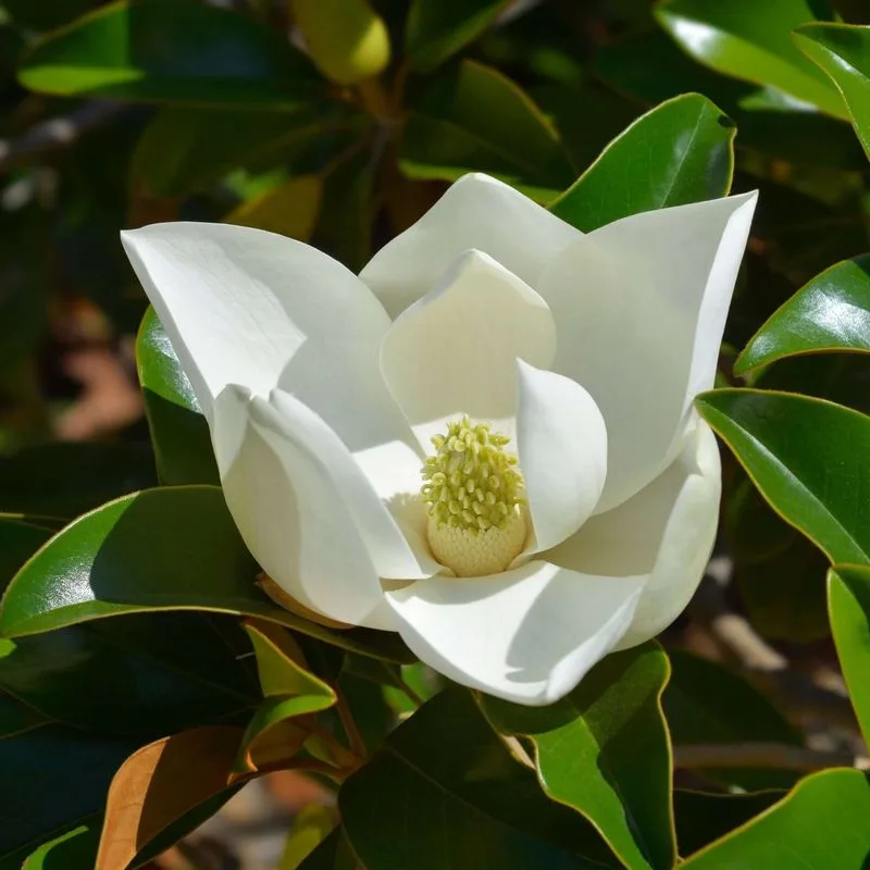 Magnolia