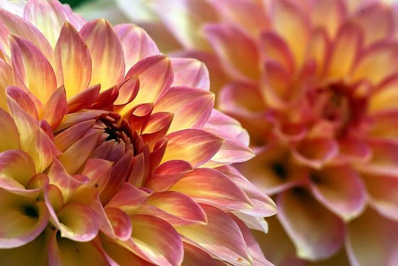 Dahlia