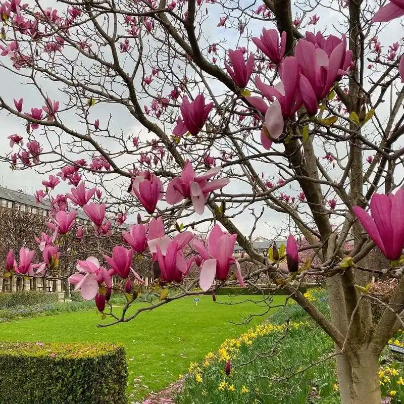Magnolia