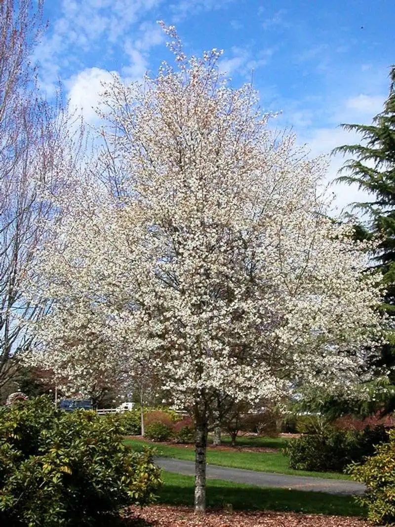 Amelanchier