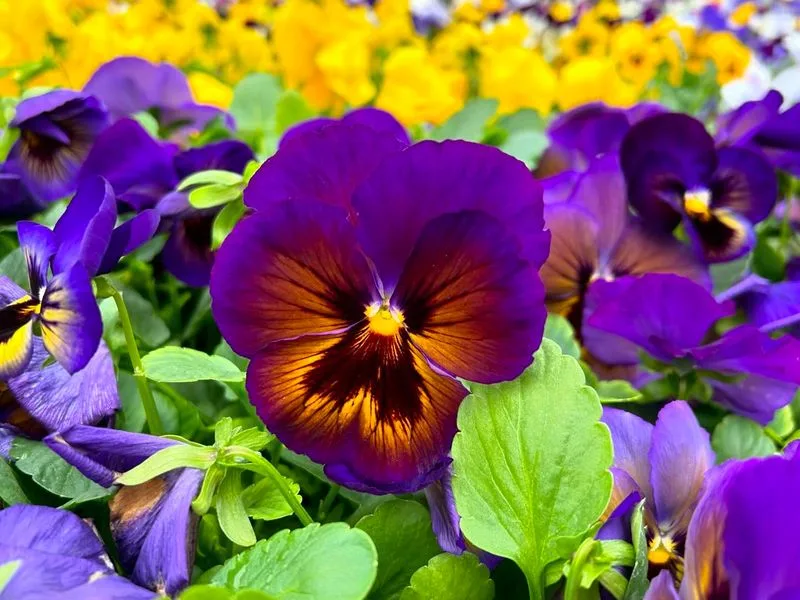 Pansy