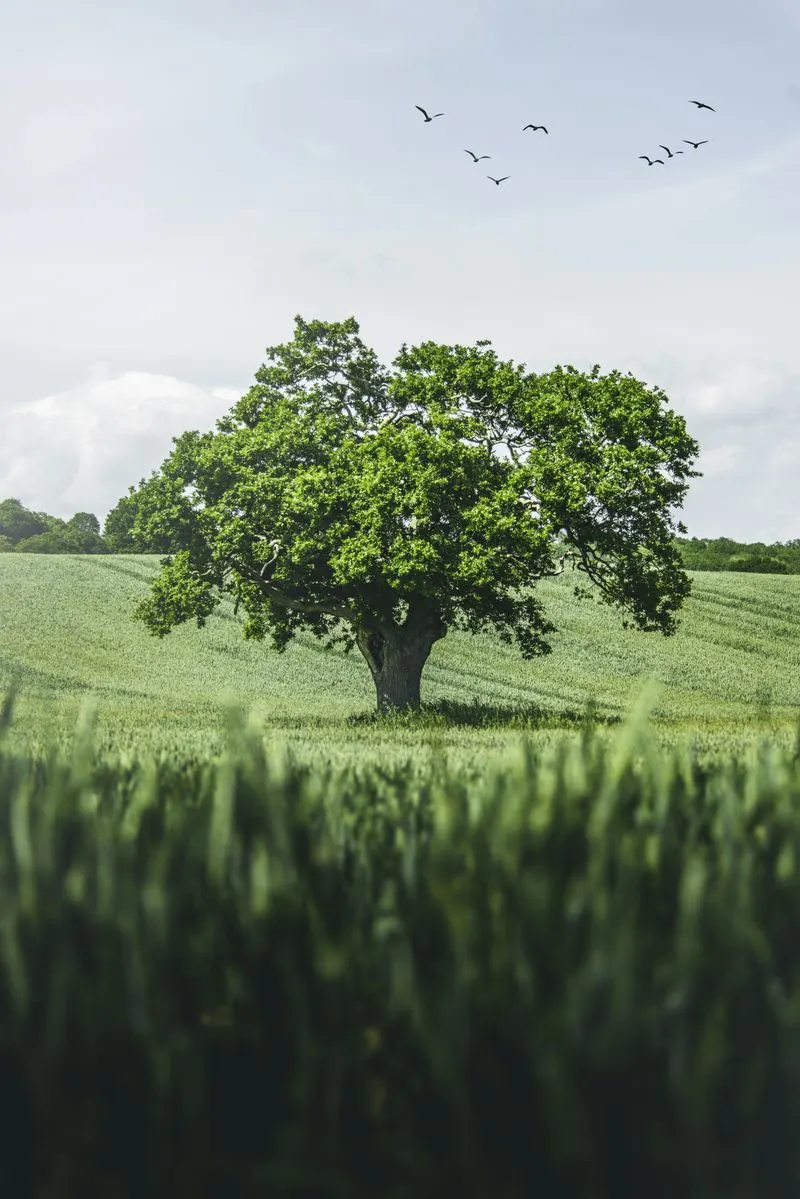 Oak Tree