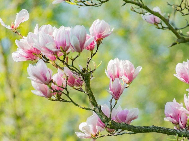 Magnolia (Avoid Pruning)